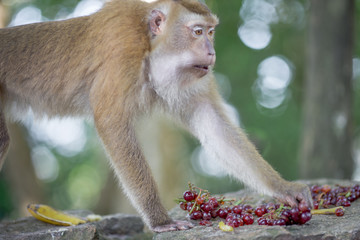 The background of monkeys, monkeys, food lovers, blurred backgrounds, which come from the swiftness of wildlife, often seen in mountains, zoos, or tourist attractions.