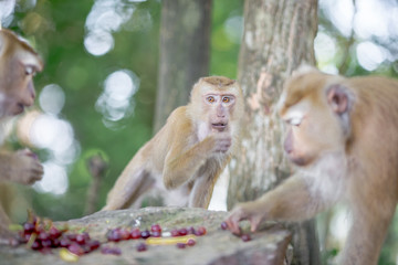 The background of monkeys, monkeys, food lovers, blurred backgrounds, which come from the swiftness of wildlife, often seen in mountains, zoos, or tourist attractions.