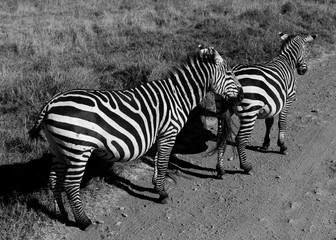 Fototapeta na wymiar Wild Zebra in Africa
