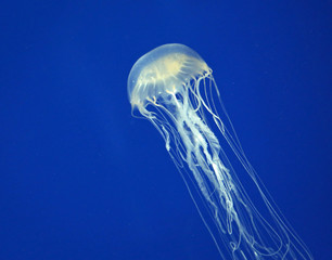 Box jellyfish © jerzy