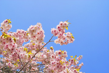 桜　春　素材