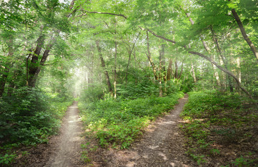 Fototapeta premium Light path trough summer wood