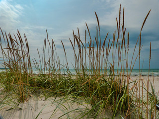 Grass at a baltic beach