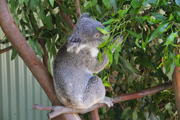 Koala in Sydney Australia