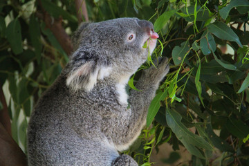 Koala in Sydney Australia