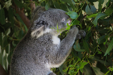 Koala in Sydney Australia