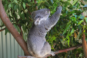 Koala in Sydney Australia