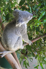 Koala in Sydney Australia