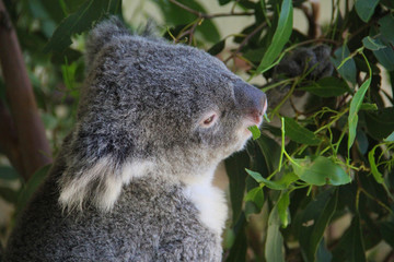 Koala in Sydney Australia