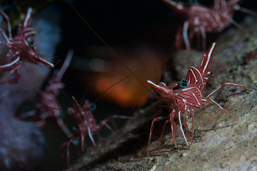 Dancing Shrimp Squad