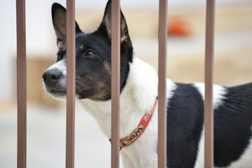 Thai dogs in the fence.