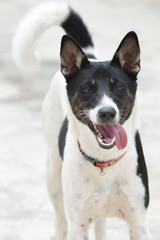 Thai dogs in the fence.