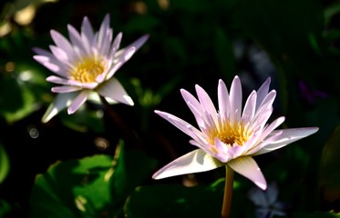 pink lotus flowers in nature on black background