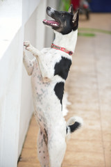 
dog standing on two legs