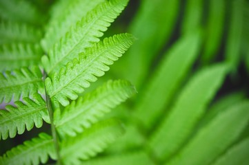 Green leaf texture background, tropical leave foliage are shaped like tiny spikes, leaves in tropical forest, green concept.