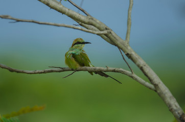 Blue tailed Bee eater on a branch