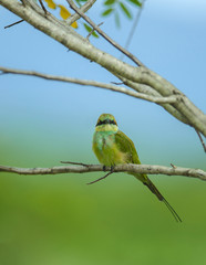 Fototapeta premium Blue tailed Bee eater on a branch