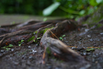 木の根