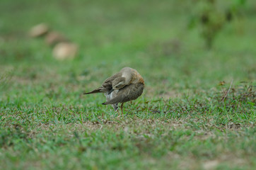 Oriental Plover (Charadrius veredus)