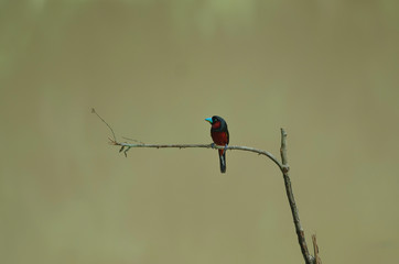 Black-and-Red broadbill on a branch