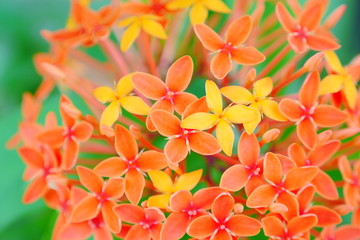 Fototapeta premium Tropical flowers closeup on green leaves background. Tropical Flower on the beach of the island and atoll of the Maldives Islands in the indian ocean. Indian Ocean, Maldive flowers.