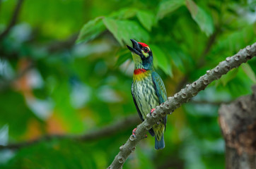 Coppersmith barbet on tree in nature