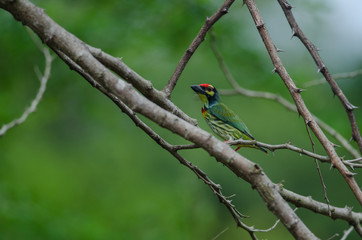 Coppersmith barbet on tree in nature