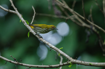 Yellow-vented Flowerpecker perchinh on a branch