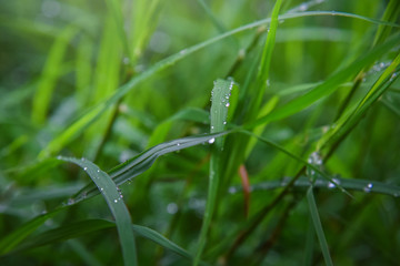 Dew On the grass