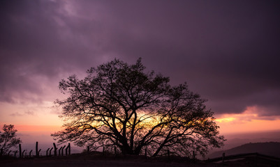 Lonely Tree At The Top Of The Mountain At Sunset