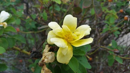 Big Yellow flower