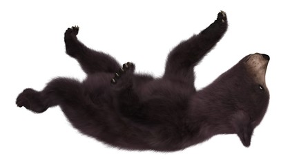 Black bear cub isolated on white background 3d illustration © max79im