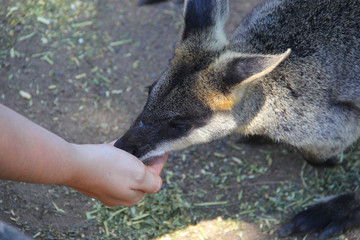 Kangoroo Sydney Australia Wildlife