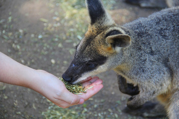 Kangoroo Sydney Australia Wildlife