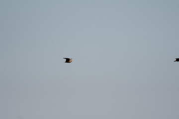 Yellow-throated sandgrouse flying in Masai Mara, Kenya.