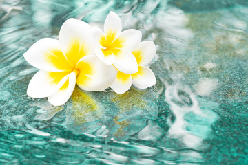 Fototapeta na wymiar Flowers of plumeria in the turquoise water surface. Water fluctuations copy-space. Spa concept background