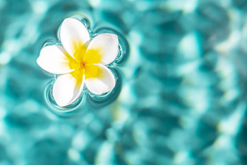 Fototapeta na wymiar Flower of plumeria floating in the turquoise water surface. Water fluctuations copy-space. Spa concept background