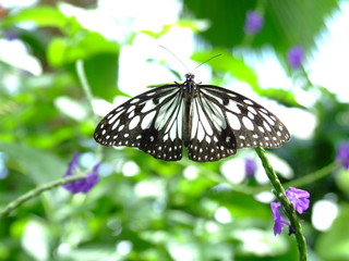 butterfly on flower