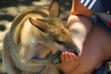 Kangoroo Sydney Australia Wildlife