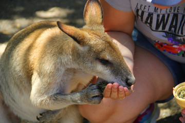 Kangoroo Sydney Australia Wildlife