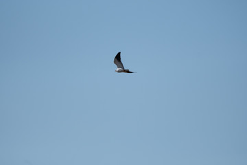 Pallil harrier flying  in Masai Mara, Kenya.
