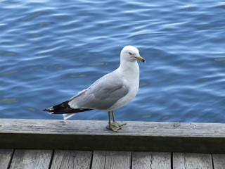seagull on beach