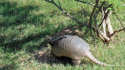 Armadillo finding food in shade