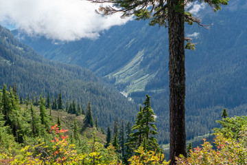 trees and valley