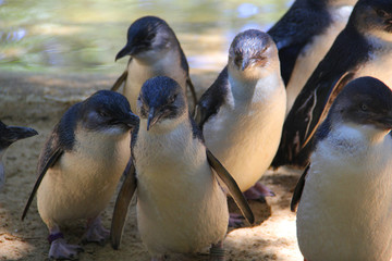 cute penguins at the zoo