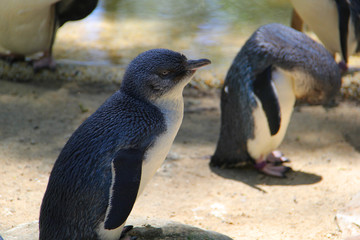 cute penguins at the zoo