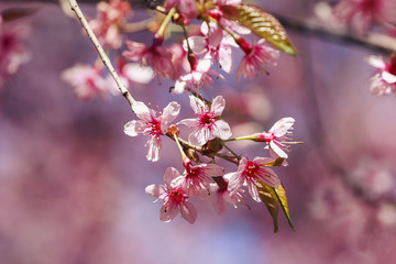 Wild Himalayan Cherry, Prunus cerasoides