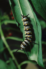 Queen Butterfly Larva Caterpillar (Danaus Gilippus)