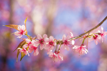 Wild Himalayan Cherry, Prunus cerasoides