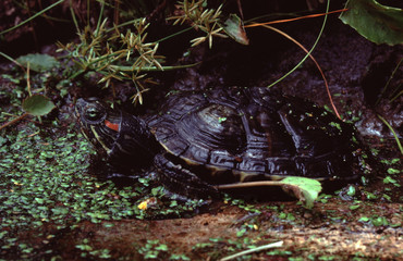 Red-Eared Slider Turtle (Trachemys Scripta Elegans)
